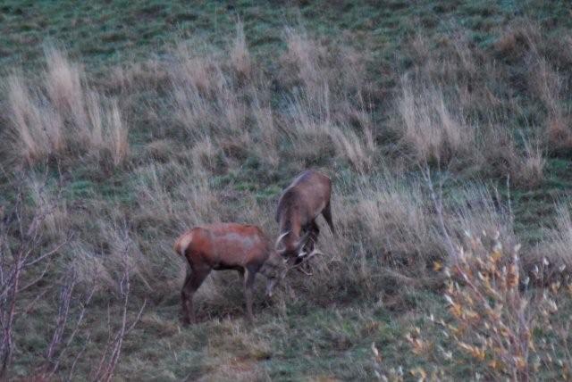 PASSIONE PER IL CERVO
